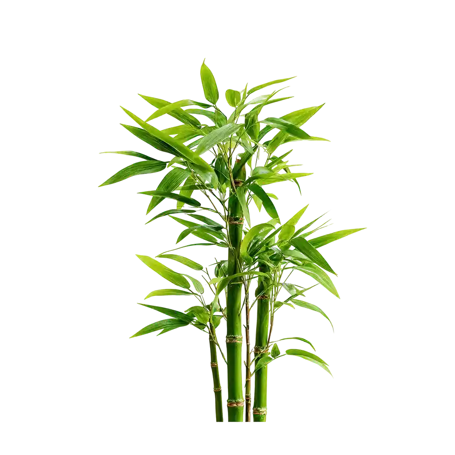 assets/images/fresh-green-bamboo-stalks-with-lush-leaves-transparent-background 2.webp